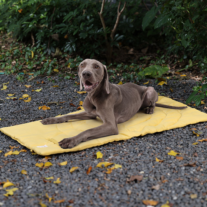 Alfombrilla portátil plegable  - Camping Cot Foldable reseña y precio